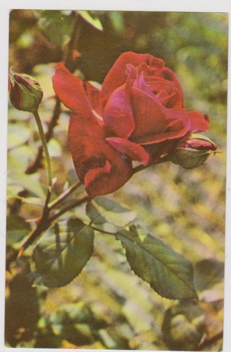 CARTE POSTALA -TRANDAFIR /RPR