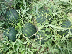 agricultura pepeni in germania foto