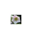 Planta Spanz, Helleborus Orientalis, flori simple, pink, roz, ghiveci 10cm, Oem