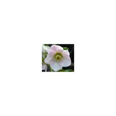 Planta Spanz, Helleborus Orientalis, flori simple, pink, roz, ghiveci 10cm