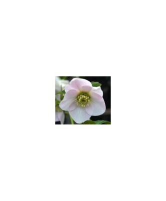 Planta Spanz, Helleborus Orientalis, flori simple, pink, roz, ghiveci 10cm foto