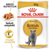 Royal Canin British Shorthair Adult hrană umedă pisică (&icirc;n sos), 12 x 85g