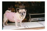 Tablou Canvas, "Mops &icirc;n hanorac roz pe masă", Scump, Pug, Hainuță, Roz, Privire, Curioasă, Magazin, Sticlă, Apă, Rasă, Catel, Blană, Dulce., 39 x 26 c