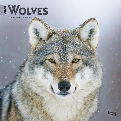 Wolves 2024 Square