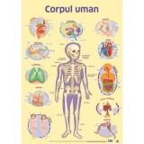 Plansa Corpul uman (dimensiune 50 x 70 cm)