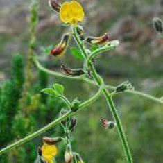 Bolusafra bituminosa , planta cu miros de bitum , ciudatenie 3 seminte in pachet