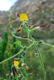 Bolusafra bituminosa , planta cu miros de bitum , ciudatenie 3 seminte in pachet foto