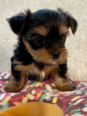 Yorkshire Terrier Mini foto