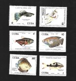 cuba pesti mnh