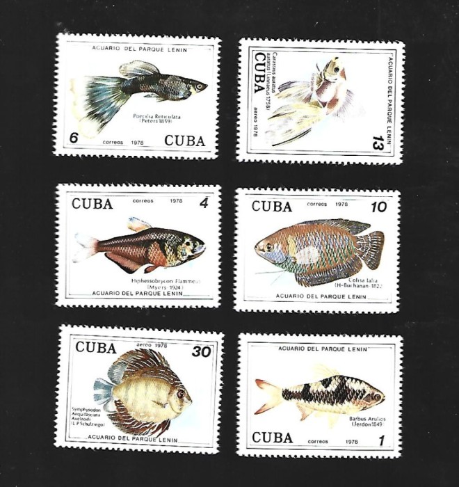 cuba pesti mnh