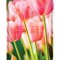 Toc TPU Design Spring No. 02 Iphone 7 / 8