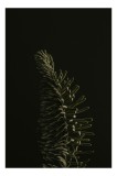 Tablou Canvas cu scenă verde dramatică sub lumină obscură, 26 x 39 cm, CMCLASS