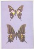 Bnk cp Bucuresti - Muzeul Antipa - Fluturi - Graphium weiskei si Teinopalpus imperialis - necirculata, Printata