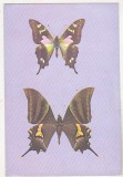 bnk cp Bucuresti - Muzeul Antipa - Fluturi - Graphium weiskei si Teinopalpus imperialis - necirculata