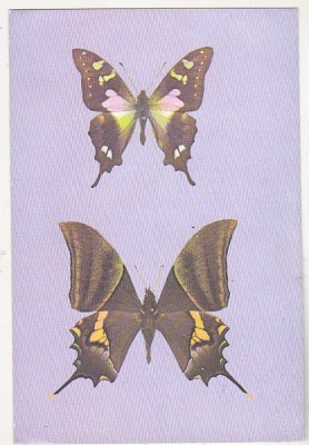 bnk cp Bucuresti - Muzeul Antipa - Fluturi - Graphium weiskei si Teinopalpus imperialis - necirculata foto