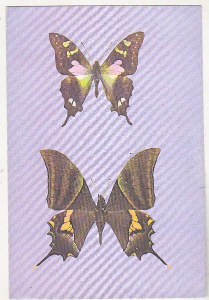 bnk cp Bucuresti - Muzeul Antipa - Fluturi - Graphium weiskei si Teinopalpus imperialis - necirculata