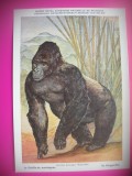 HOPCT 6222 GORILA-GORILLA BERINGEI -MAIMUTE-FAUNA AFRICA-CP CHROMO LITHO -MUZEUL REGAL STIINTE NATURALE BELGIA-NECIRCULATA, Printata