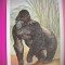 HOPCT 6222 GORILA-GORILLA BERINGEI -MAIMUTE-FAUNA AFRICA-CP CHROMO LITHO -MUZEUL REGAL STIINTE NATURALE BELGIA-NECIRCULATA
