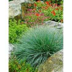 IARBA DECORATIVA - Festuca Glauca - GHIVECI