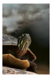 Tablou Canvas, "Privește liniștea apei tulburate", Turtle, Green, Calm, Reptile, Water, Nature, Reflection, Shell, Eyes, 26 x 39 cm, CMCLASS