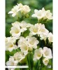 Pachet 15 Bulbi Freesia Alb | Flori Parfumate de Primavara | Gradina &amp; Balcon