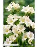 Pachet 15 Bulbi Freesia Alb | Flori Parfumate de Primavara | Gradina &amp; Balcon