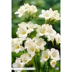 Pachet Freesia single Alb x 15 Bulbi