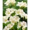 Pachet Freesia single Alb x 15 Bulbi