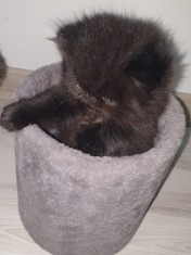 De v&acirc;nzare pui de pisică persana