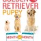 Your Golden Retriever Puppy Month by Month