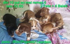 Pui AmericanStaffordshire
