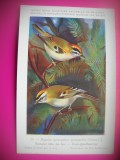 HOPCT 6267 REGULUS IGNICAPILLUS IGNICAPILLUS -PASARI-FAUNA EUROPA-CP CHROMO LITHO -MUZEUL REGAL STIINTE NATURALE BELGIA-NECIRCULATA, Printata