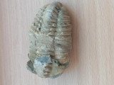 Fosila Ordovician Trilobit Calymene n1
