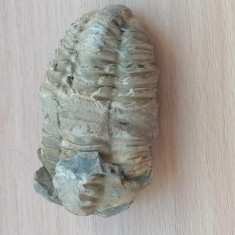 Fosila Ordovician Trilobit Calymene n1