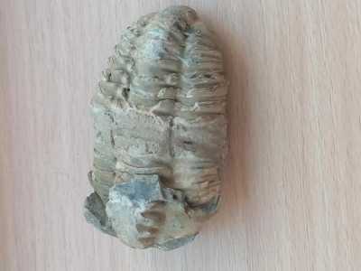 Fosila Ordovician Trilobit Calymene n1 foto