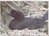 bnk cp Tulcea - Muzeul Delta Dunarii - Cormoran mic - necirculata