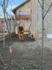 Ciobanesc german, fetita de 8 luni