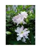 Planta Volbura japoneza cu flori duble, Calystegia hederacea Flore Pleno C2, ghiveci 2l, Oem