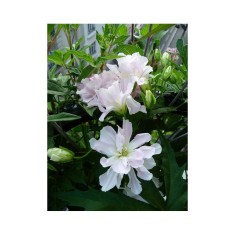 Planta Volbura japoneza cu flori duble, Calystegia hederacea Flore Pleno C2, ghiveci 2l