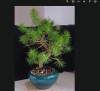 Bonsai, copac