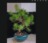 bonsai, copac