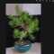 bonsai, copac