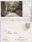 Targu Mures-Parcul-1903-clasica, rara, Necirculata, Printata