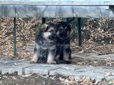 Pui Ciobănesc german