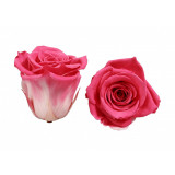 Trandafiri Criogenati Roseamour, Marime XL, Corai