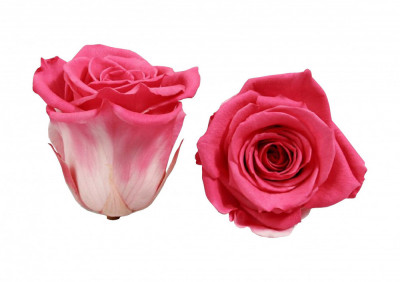 Trandafiri Criogenati Roseamour, Marime XL, Corai foto