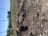 Porci Mangalita