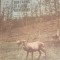Din fauna si flora Romaniei - Ion Simionescu