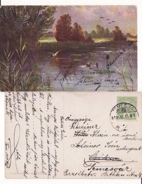 Ilustrata animale - rate salbatice