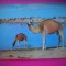 HOPCT 6669 CAMILE ADAPANDUSE-FEZZAN -LIBIA -AFRICA-NECIRCULATA